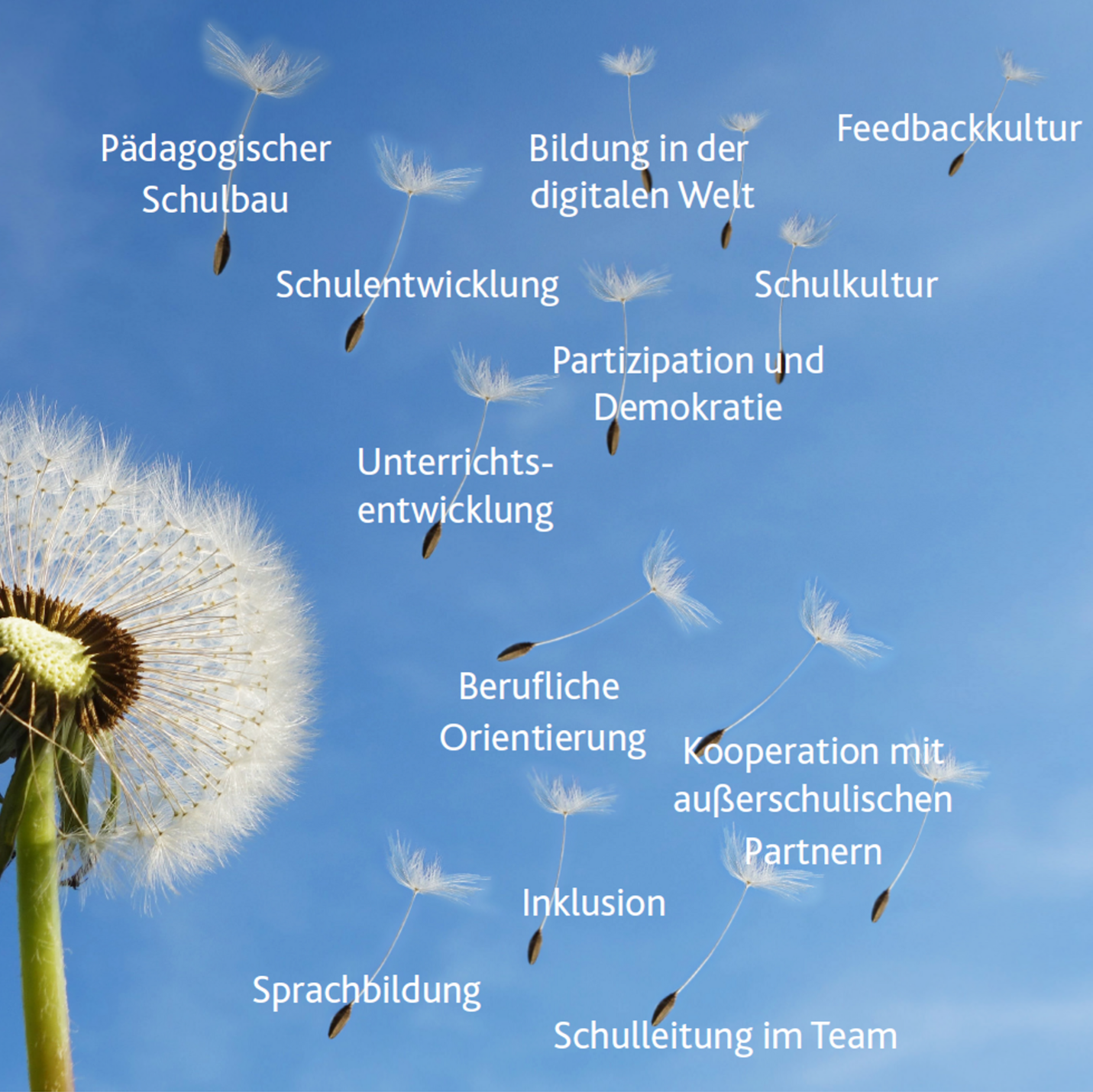 verblühter Löwenzahn, dessen Samen vor blauem Hintergrund verweht werden