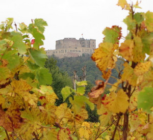 Blick durch Weinreben auf das Hambacher Schloss