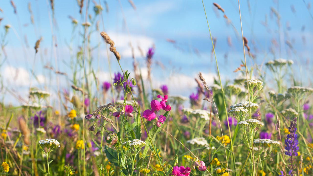 Wild flowers meadow with sky in background