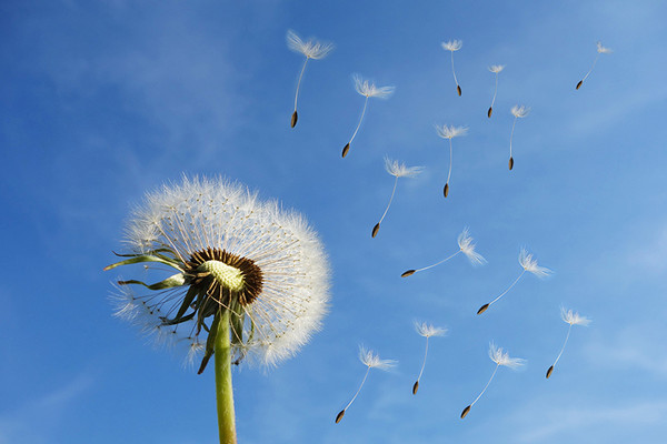 Illustration: Eine Pusteblume im Wind verliert einige Samen.