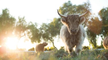 Unsere große kleine Farm, Prokino 2019